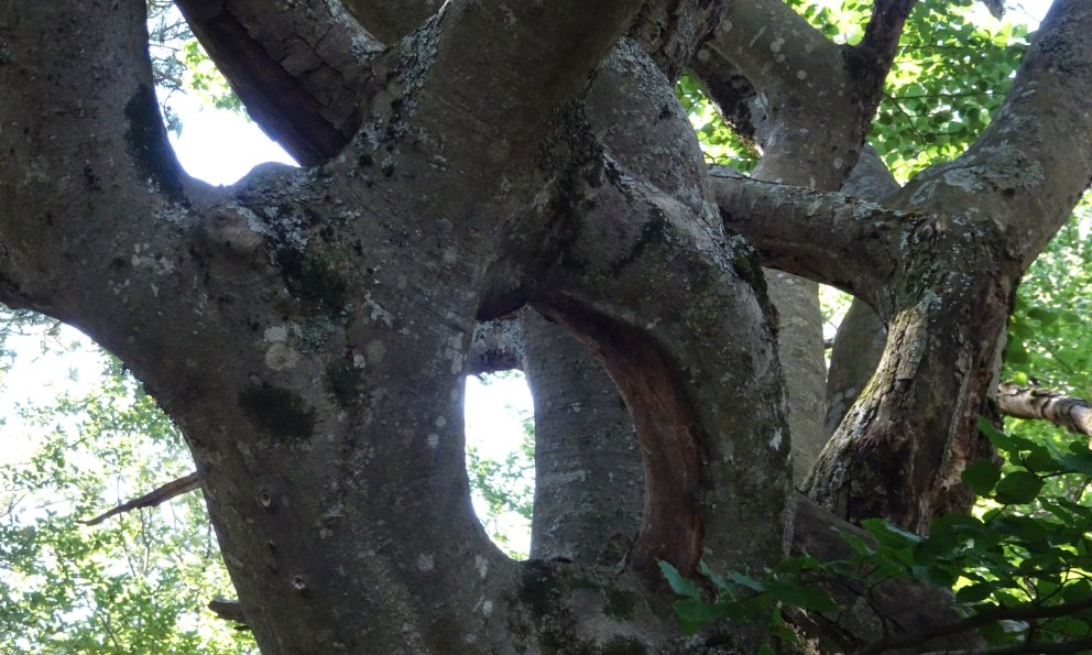 Pas toujours facile la vie d'un arbre...quel est le bon chemin...?