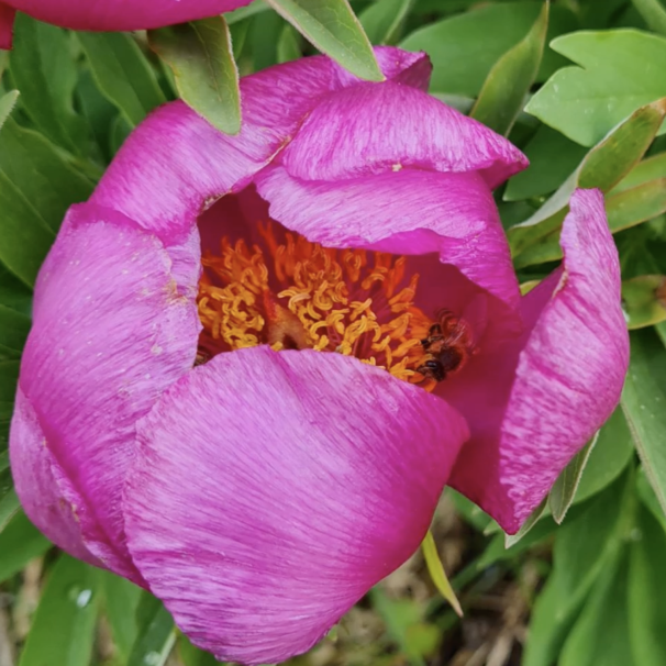 Pivoine et abeille