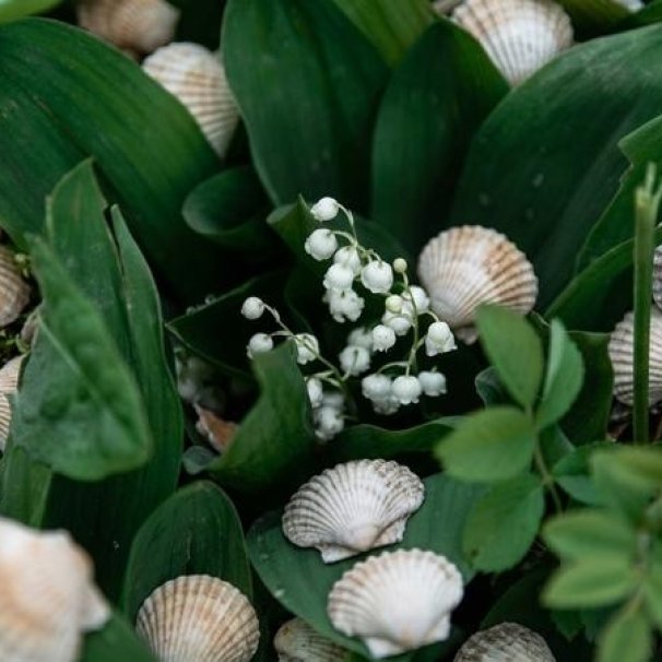 Muguet Compostelle