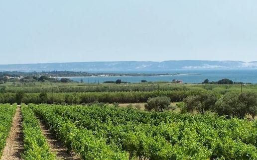 Domaine de Suriane 13