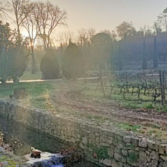 Les vignes du Domaine Margilllière